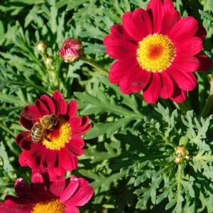 Argyranthemum Grandaisy ® Ruby