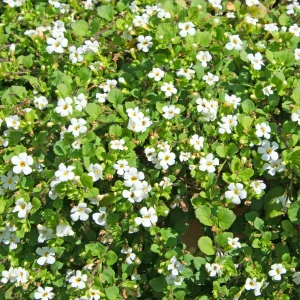 Bacopa blanc
