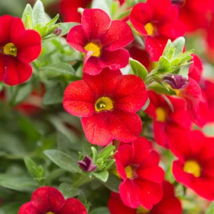 Mini-pétunia rouges