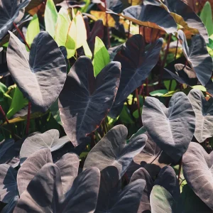 Colocasia Black Magic