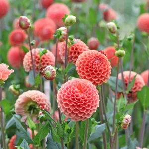 Dahlia ball Cornel Bronze