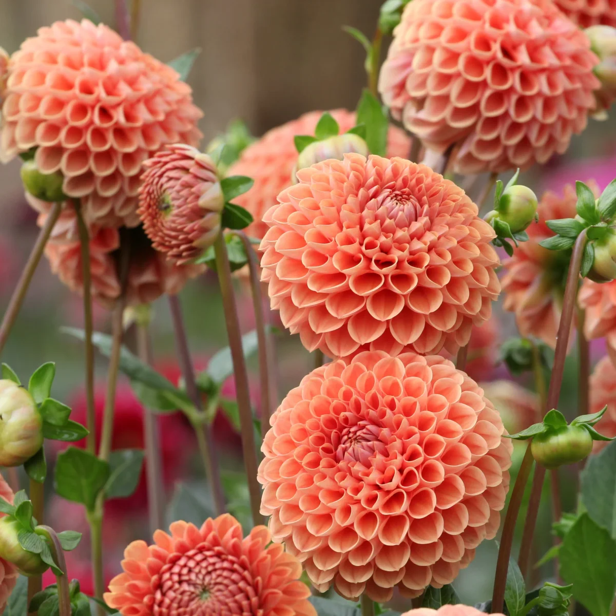 Dahlia ball Cornel Bronze – Image 3