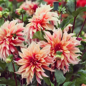 Dahlia décoratifs Labyrinth