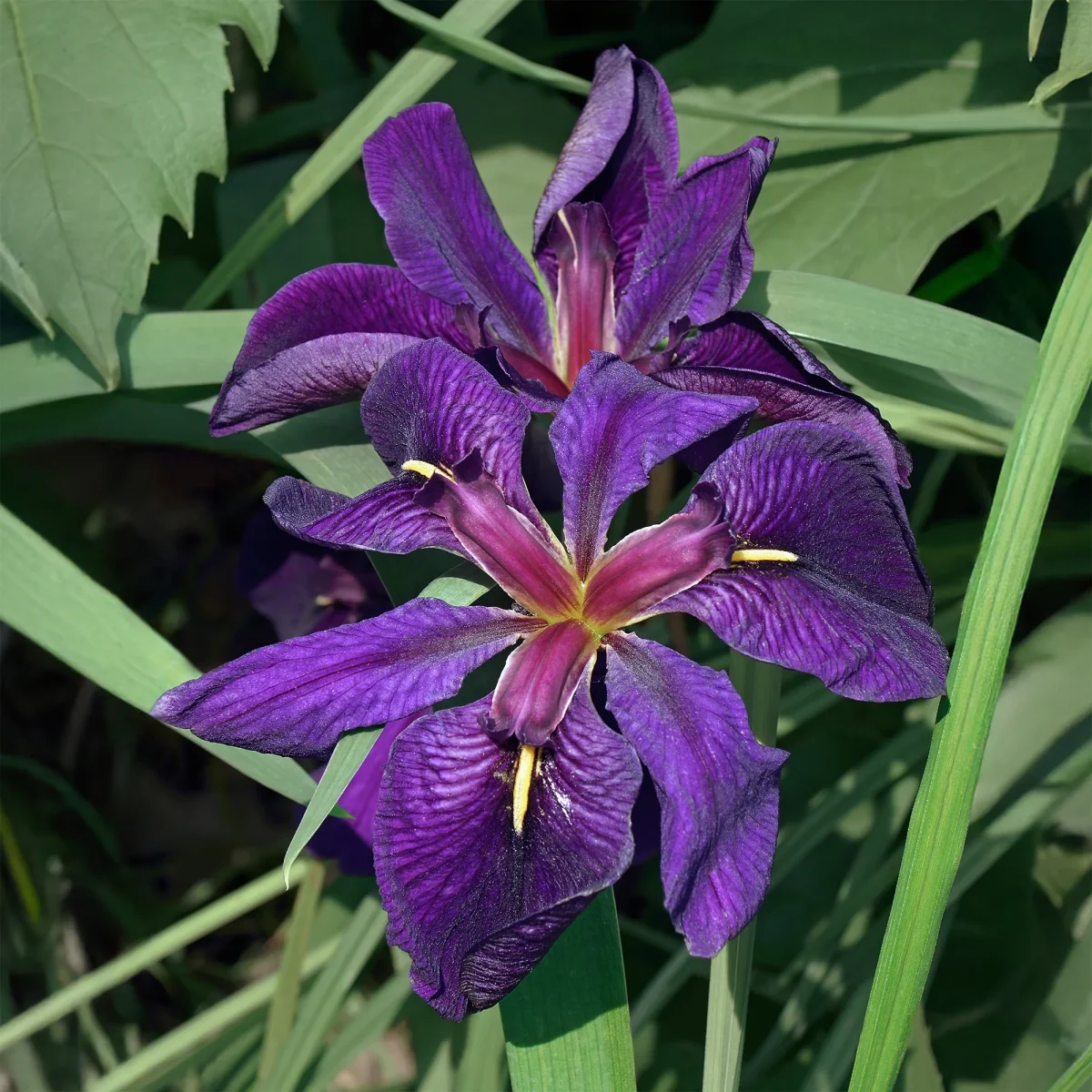 Iris de Louisiane Black Gamecock – Image 2