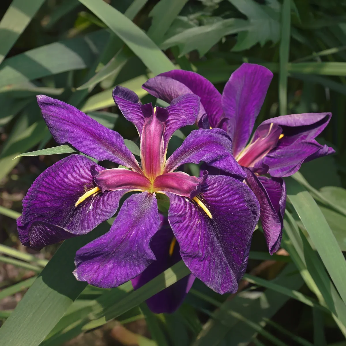 Iris de Louisiane Black Gamecock – Image 3