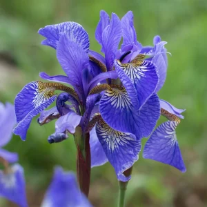 Iris des marais à fleurs bleues
