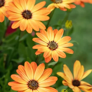 Marguerite du Cap orange - Oestospermum