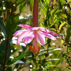 Passiflore banane