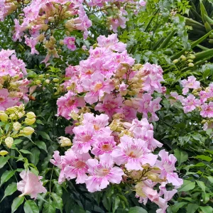 Bignone rose Comtesse Sarah