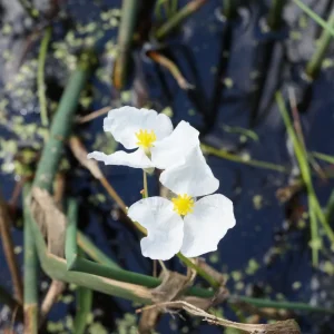 Sagittaire graminiforme