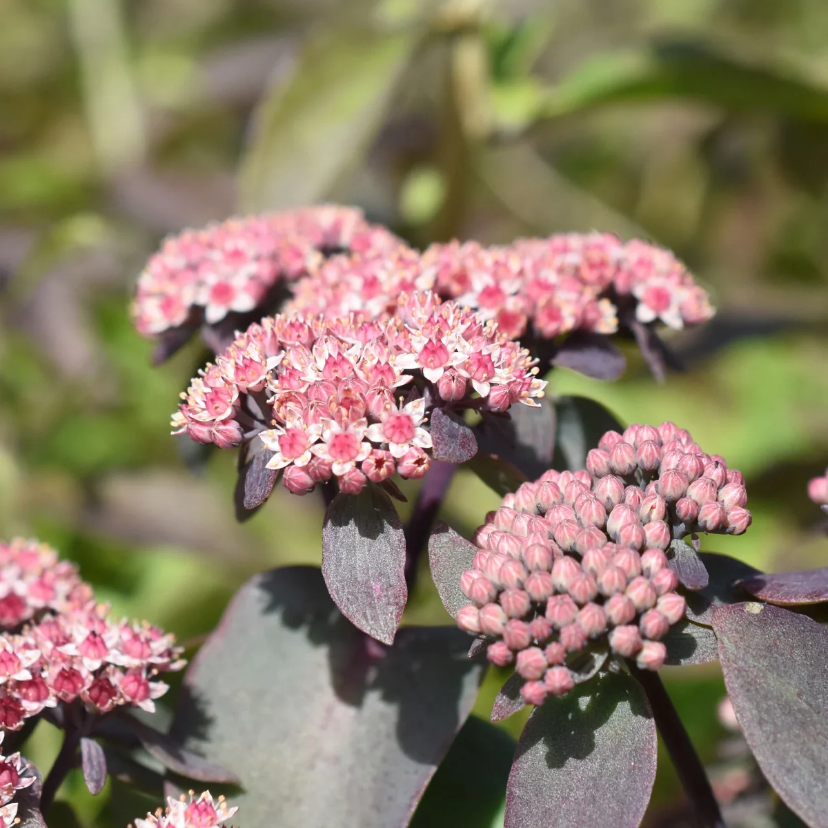 Sedum Sunsparkler® Cherry Tart