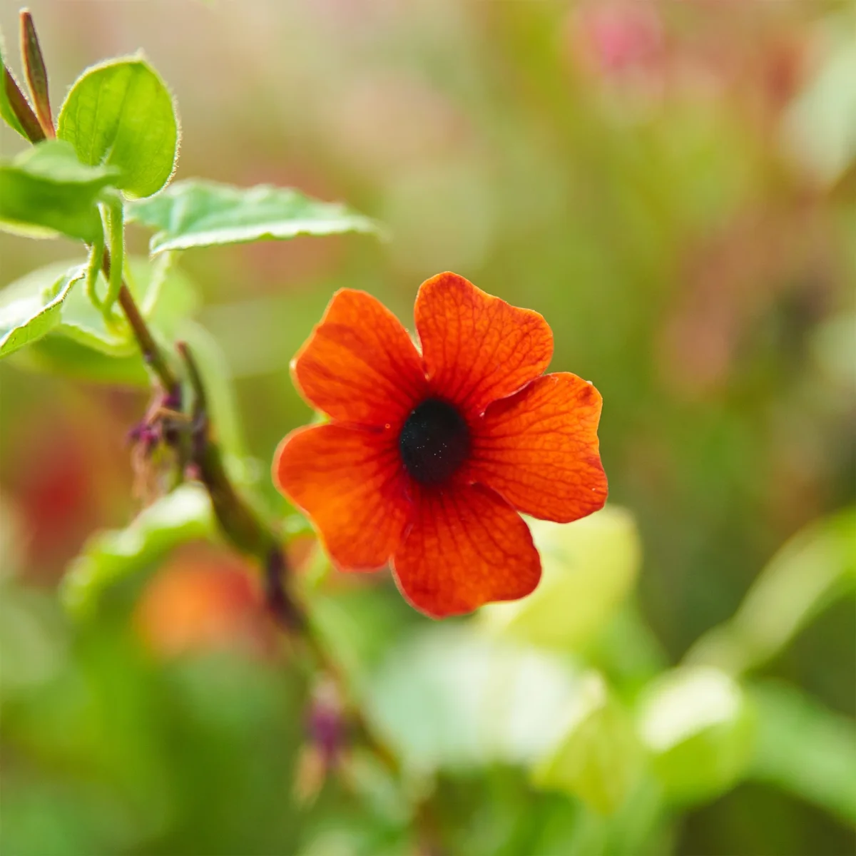 Suzanne aux yeux noirs Sunny Susy® Brownie – Image 2