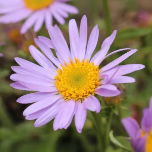 Vergerette Lavender Lady - Erigeron