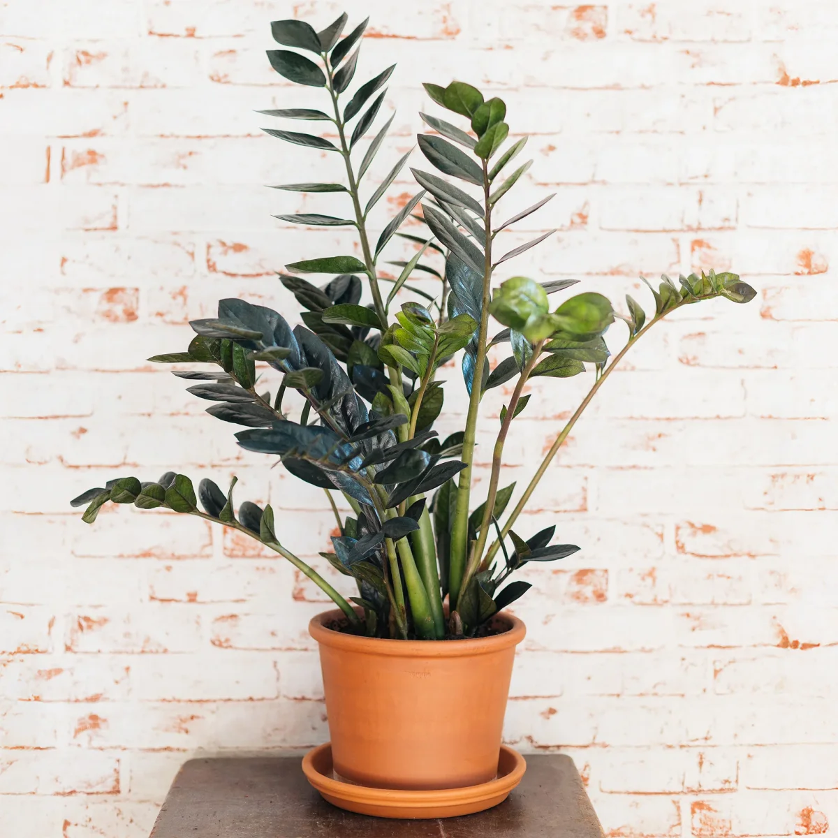 Zamioculcas Raven – Image 4