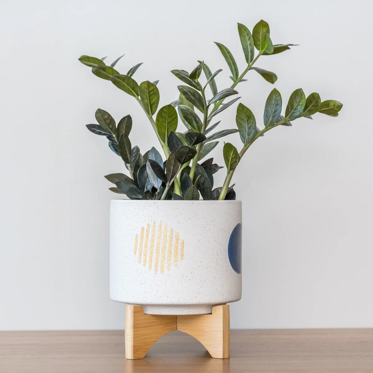 Zamioculcas Raven – Image 5