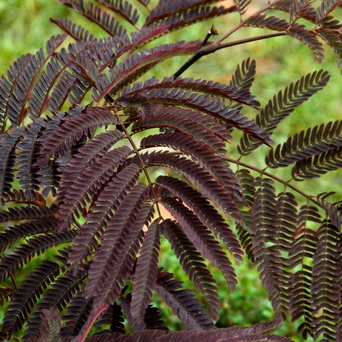 Arbre à soie Summer Chocolate® – Image 4