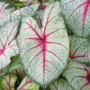 Caladium Fantasy