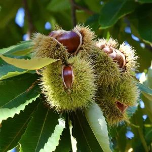 Châtaignier Bouche de Bétizac