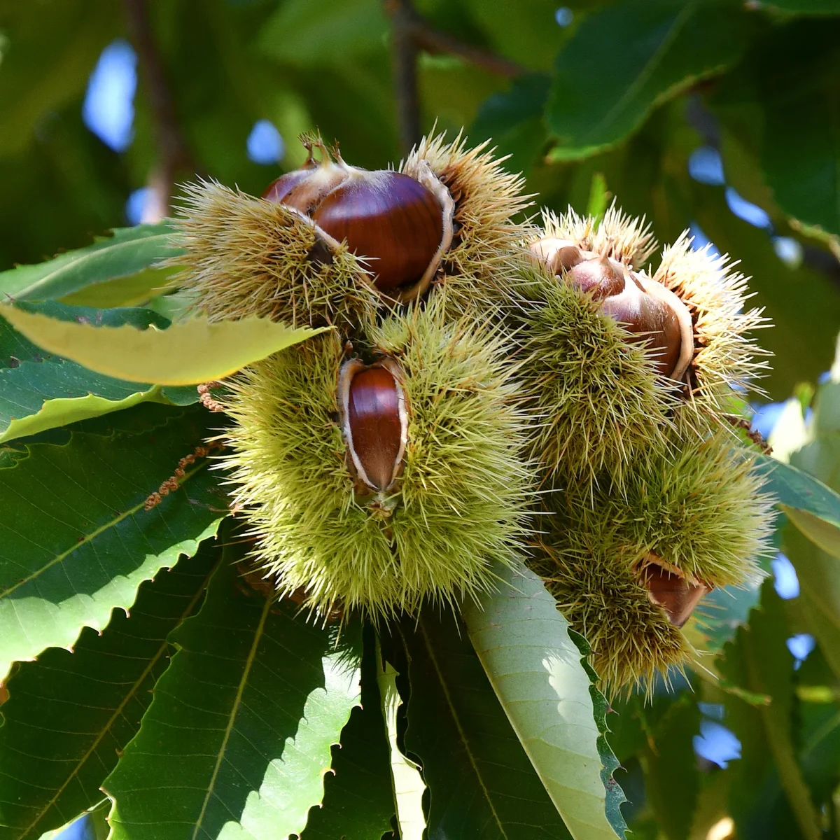 Châtaignier Bouche de Bétizac – Image 2