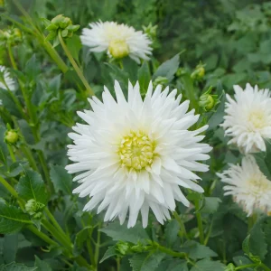 Dahlia cactus My Love
