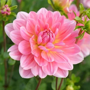 Dahlia Twiggy