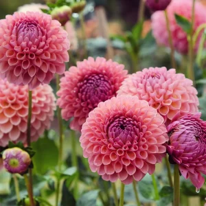 Dahlia ball Jowey Winnie