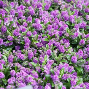 Véronique arbustive Blue Gem - Hebe