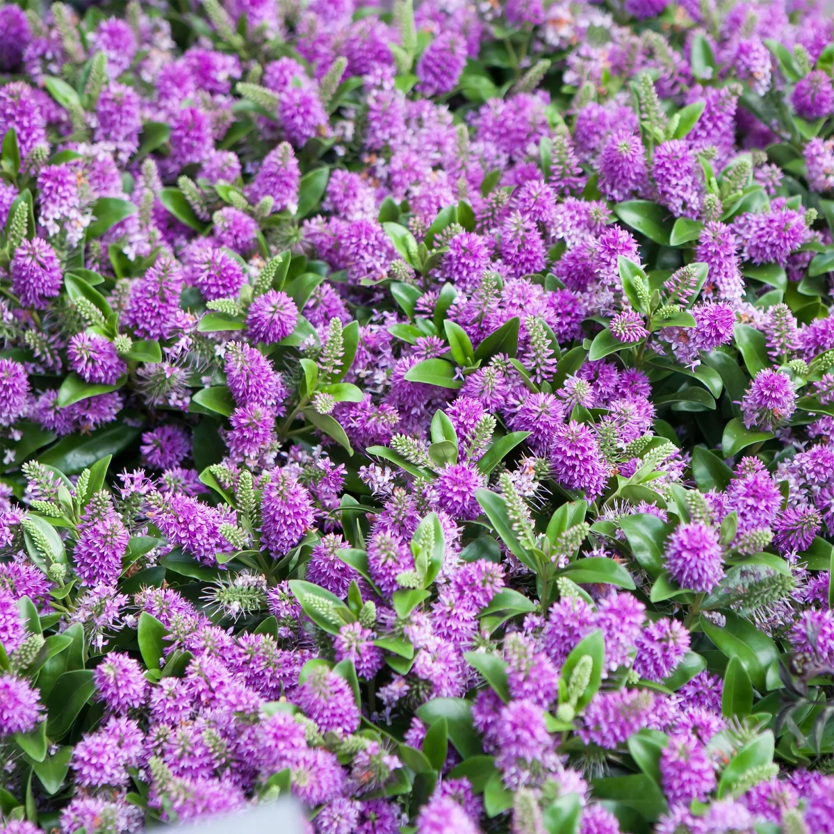 Véronique arbustive Blue Gem - Hebe – Image 2