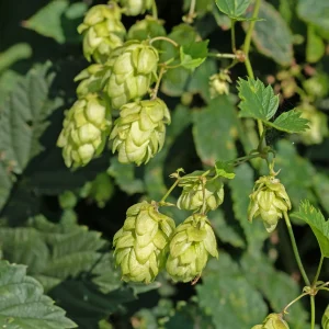Houblon femelle Prima Donna ®