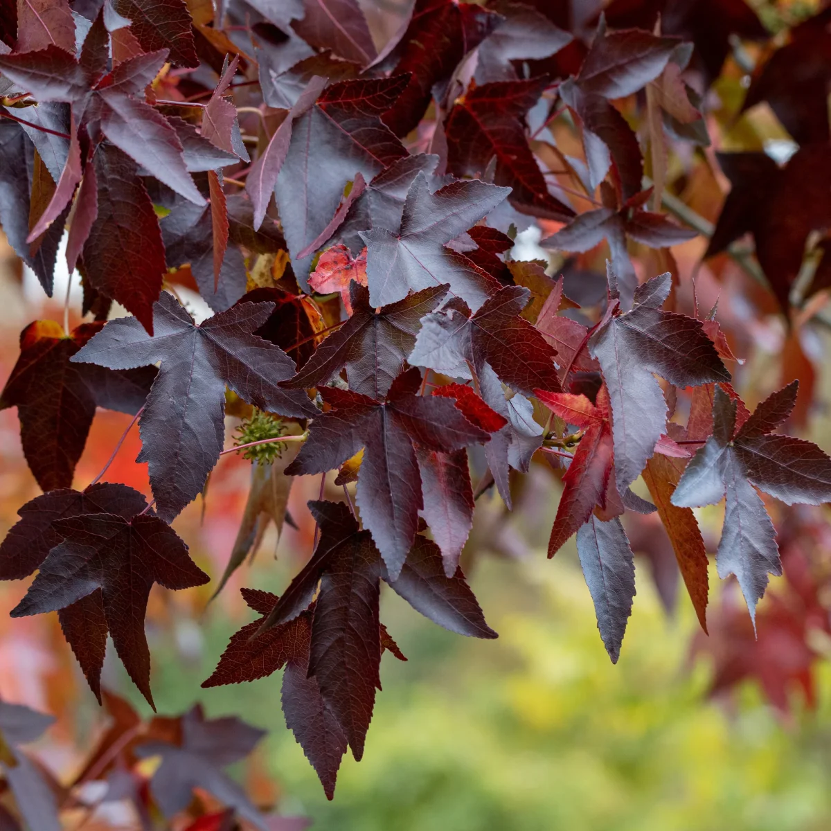 Copalme d'Amérique Worplesdon - Liquidambar