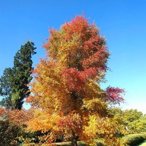 Tupélo noir - Nyssa sylvatica