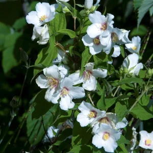 Seringat Belle Etoile - Philadelphus