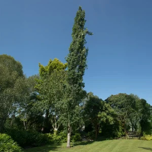 Peuplier tremble Erecta