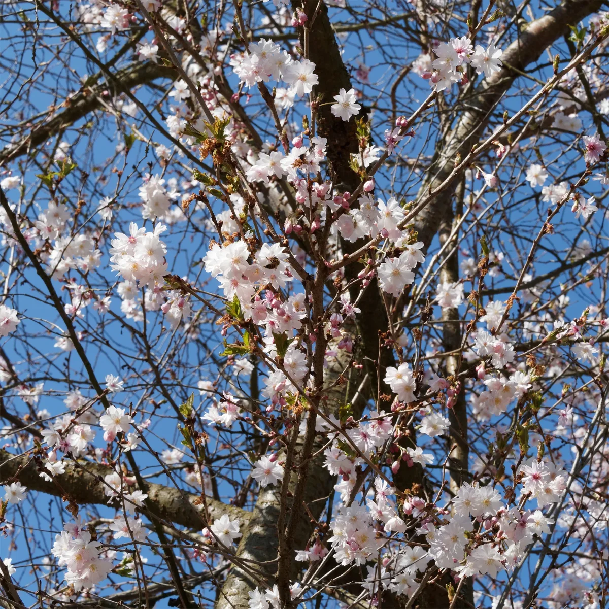 Cerisier à fleurs du Japon Autumnalis Rosea