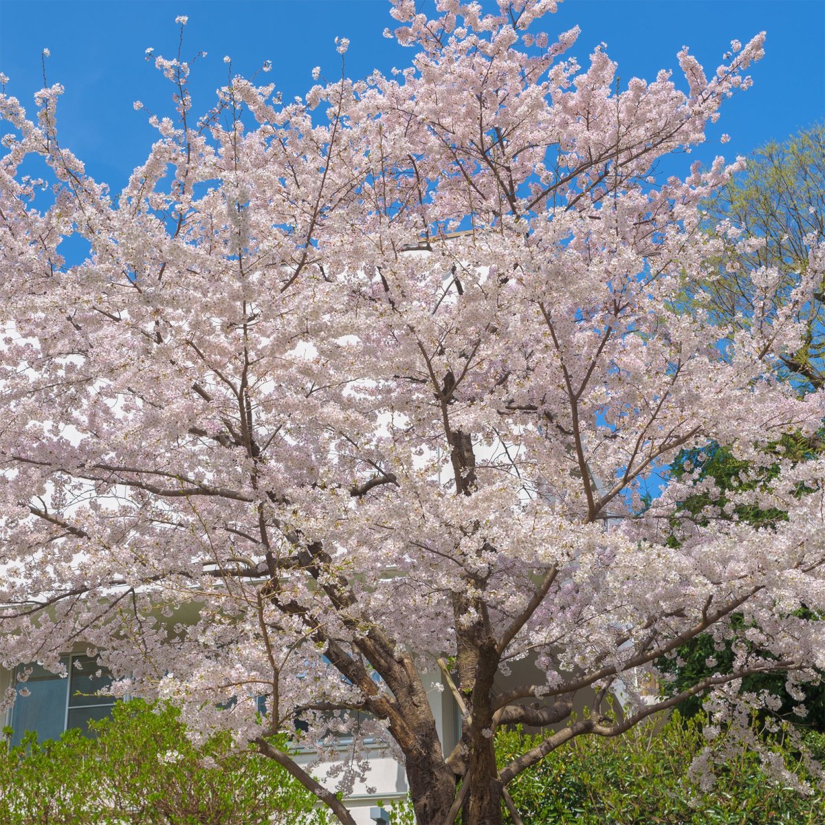 Cerisier à fleurs du Tibet – Image 3