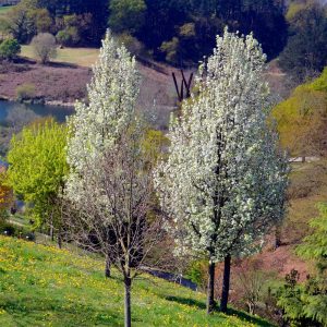 Poirier à fleurs Chanticleer/Poirier dornement