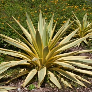 Yucca gloriosa Citrus twist®