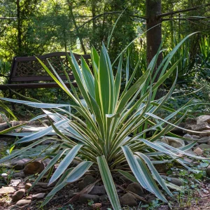 Yucca gloriosa Variegata
