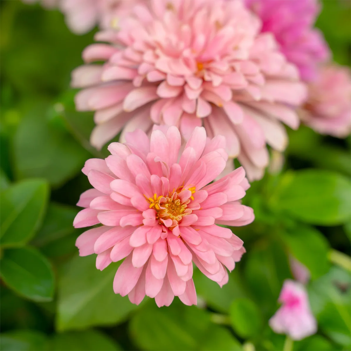 Zinnia rose – Image 6