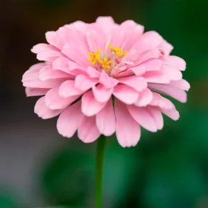 Zinnia  rose