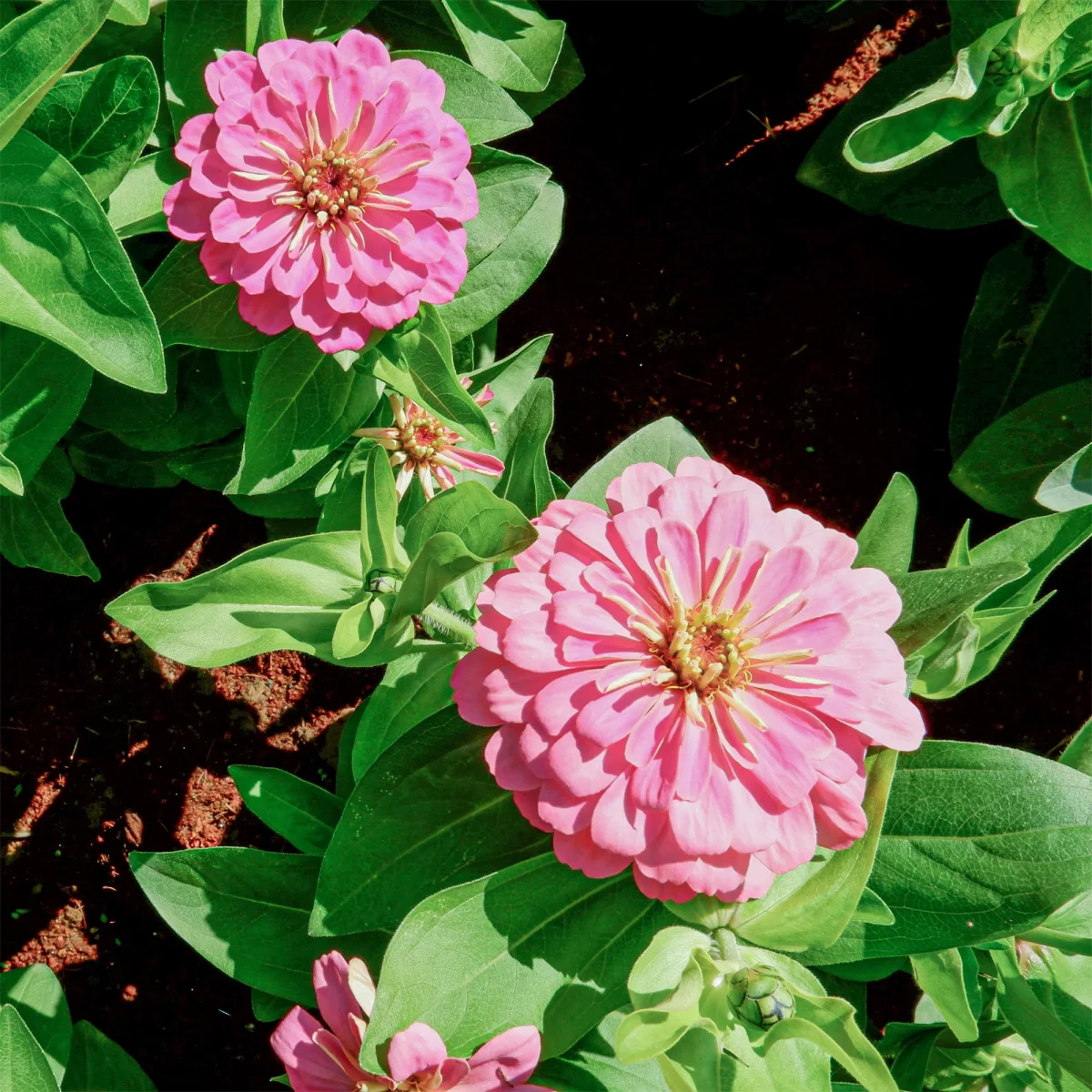Zinnia rose – Image 4