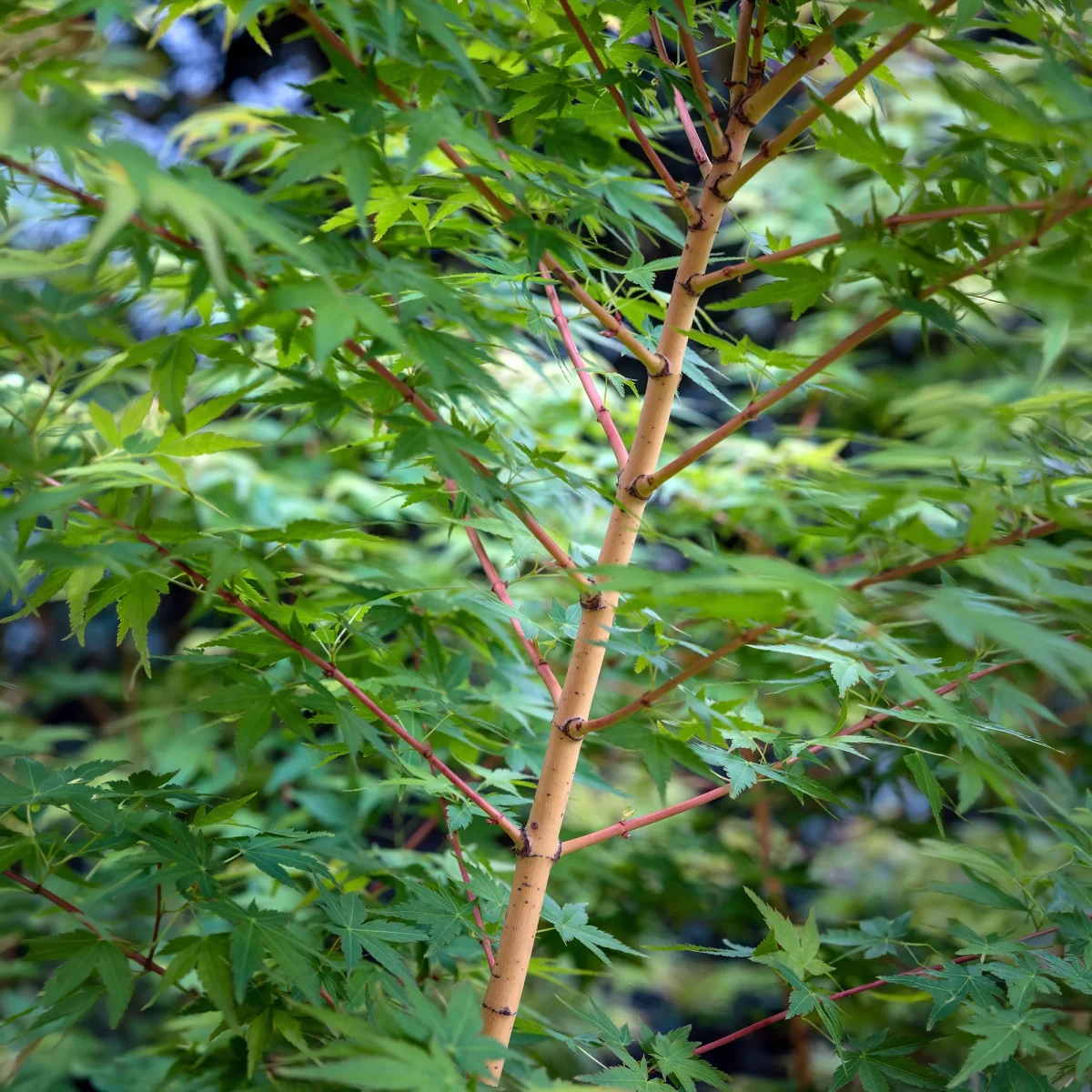 Erable du japon Bi hoo – Image 3