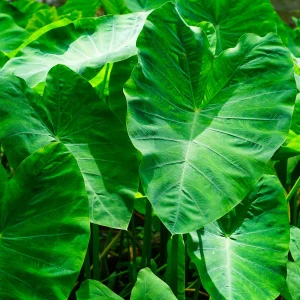Colocasia esculenta