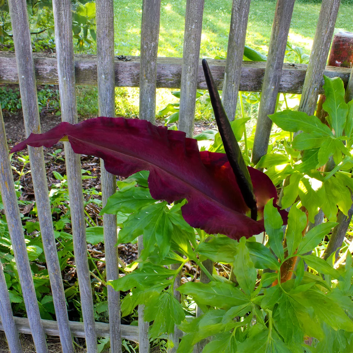 Serpentaire – Image 2