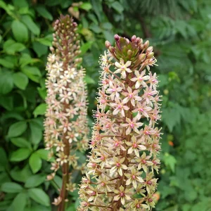 Eucomis Sparkling Burgundy®