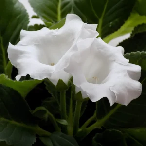 Gloxinia Mont Blanc