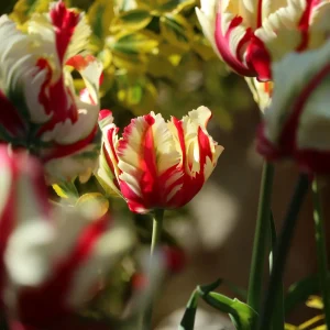 Tulipe perroquet Flaming Parrot