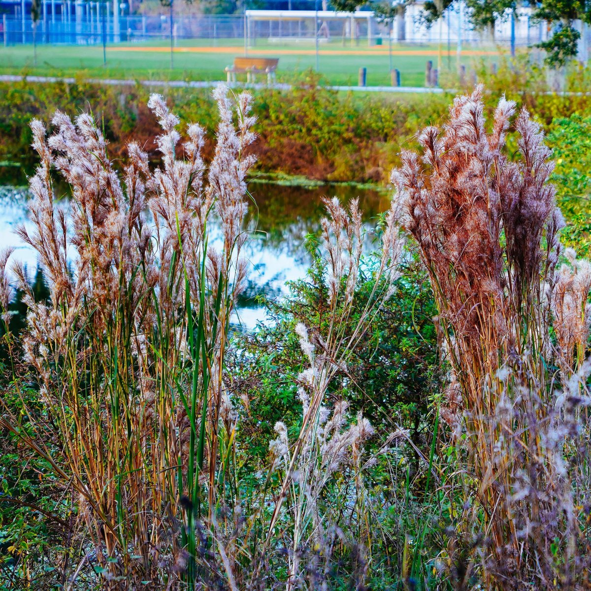 Andropogon - Barbon fendu