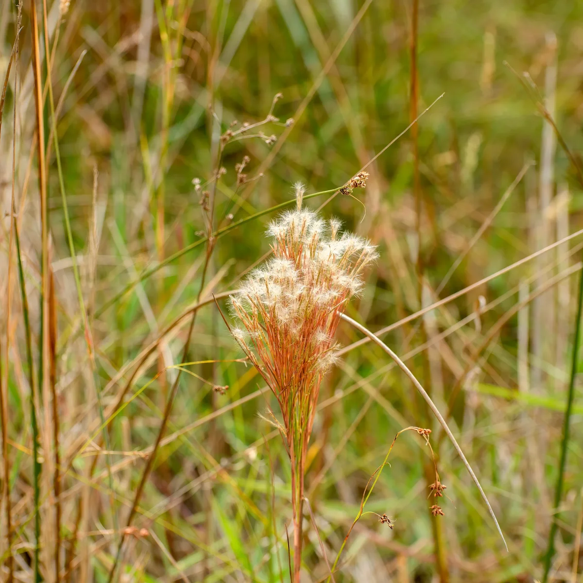 Andropogon - Barbon fendu – Image 5