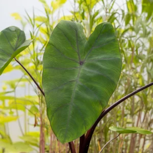 Colocasia Metallica - Oreille d'éléphant